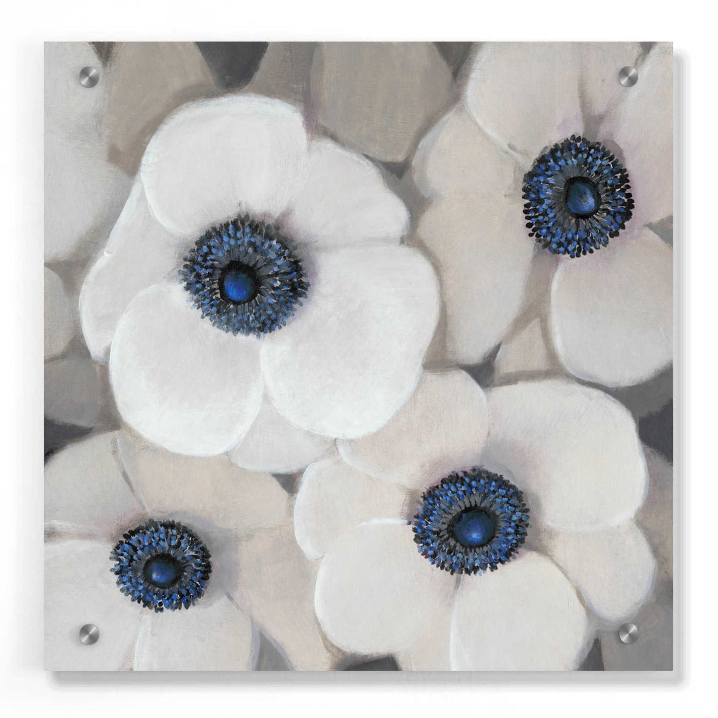 Epic Art 'White Anemone II' by Tim O'Toole, Acrylic Glass Wall Art,36x36