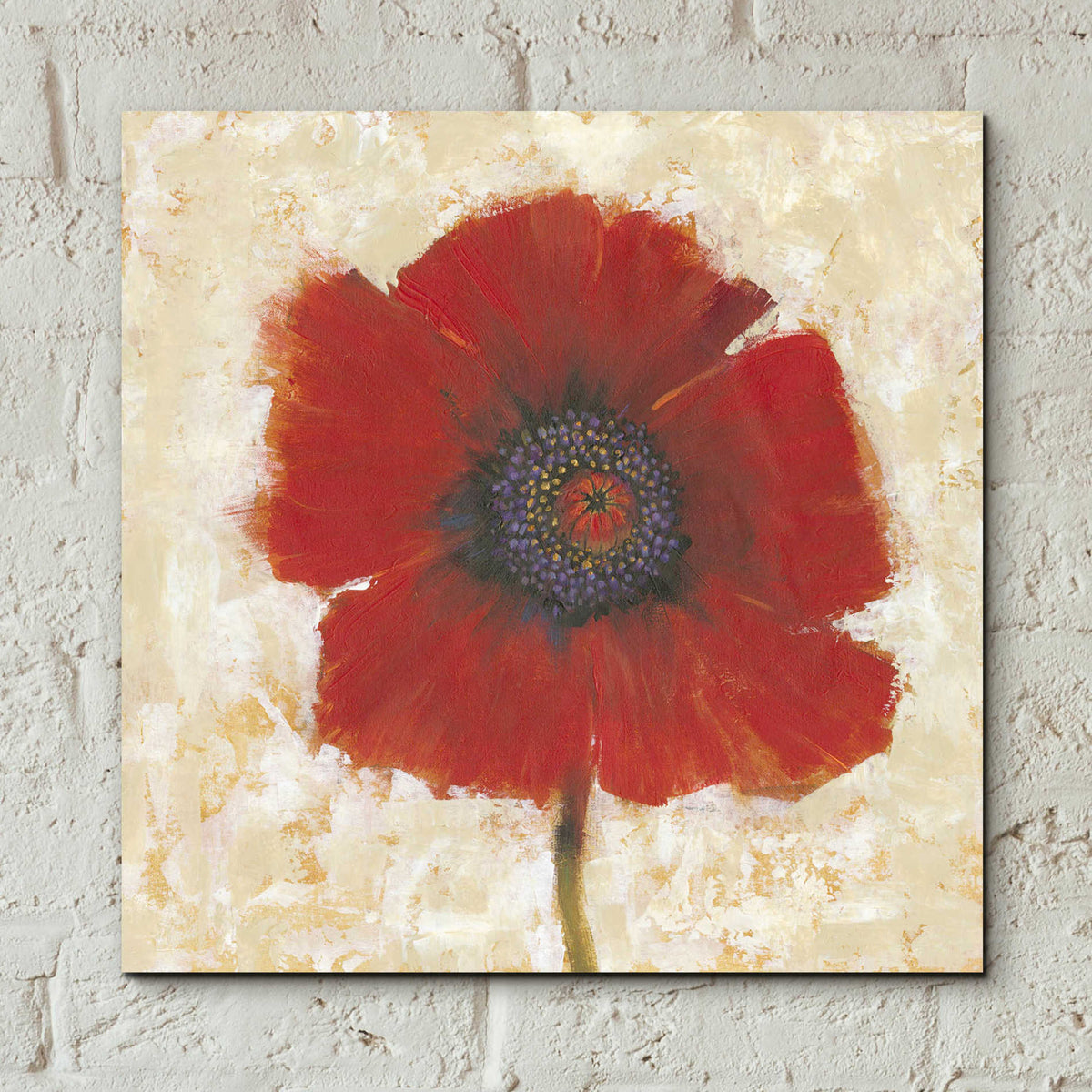 Epic Art 'Red Poppy Portrait II' by Tim O'Toole, Acrylic Glass Wall Art,12x12
