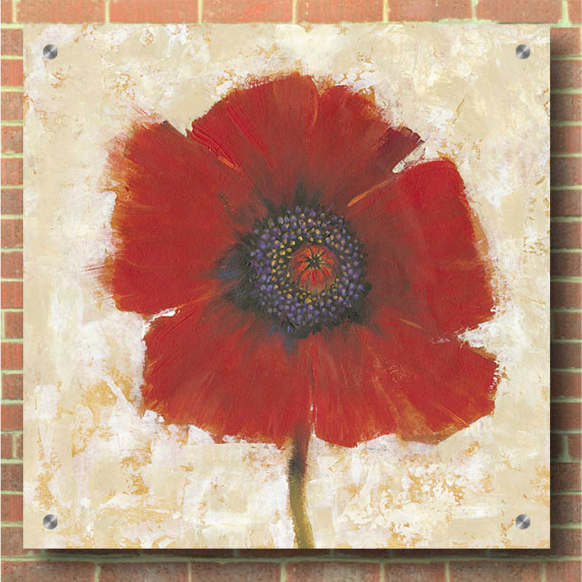 Epic Art 'Red Poppy Portrait II' by Tim O'Toole, Acrylic Glass Wall Art,36x36