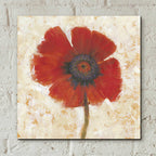 Epic Art 'Red Poppy Portrait I' by Tim O'Toole, Acrylic Glass Wall Art,12x12