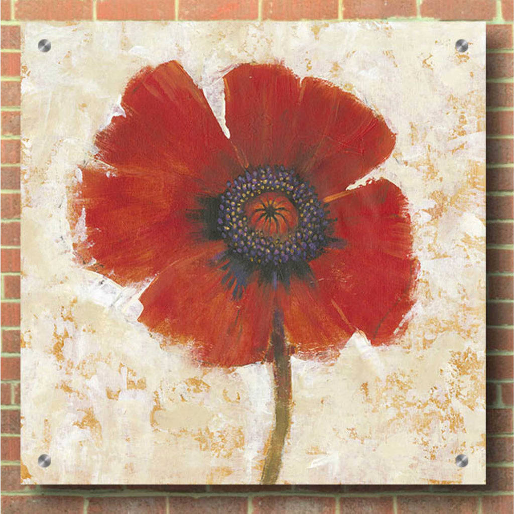 Epic Art 'Red Poppy Portrait I' by Tim O'Toole, Acrylic Glass Wall Art,36x36