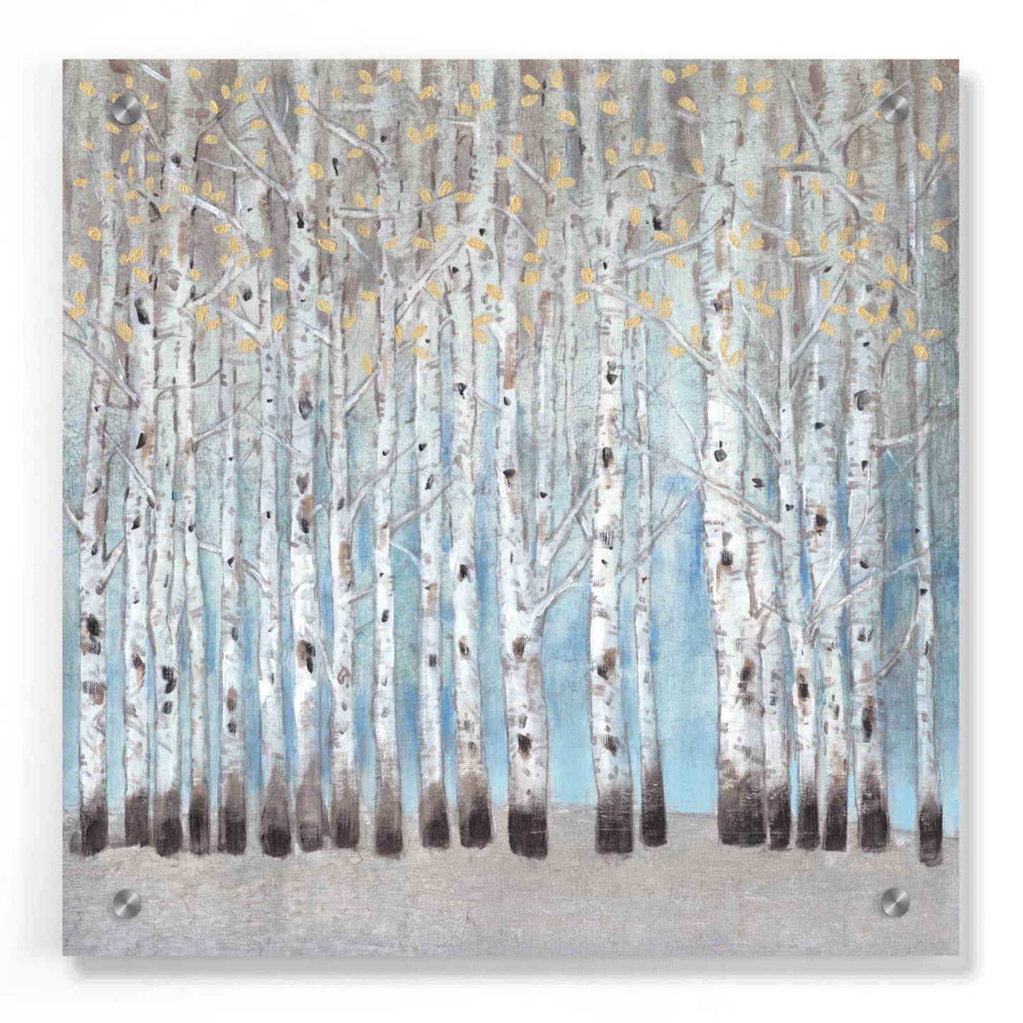 Epic Art 'Into the Forest I' by Tim O'Toole, Acrylic Glass Wall Art,36x36