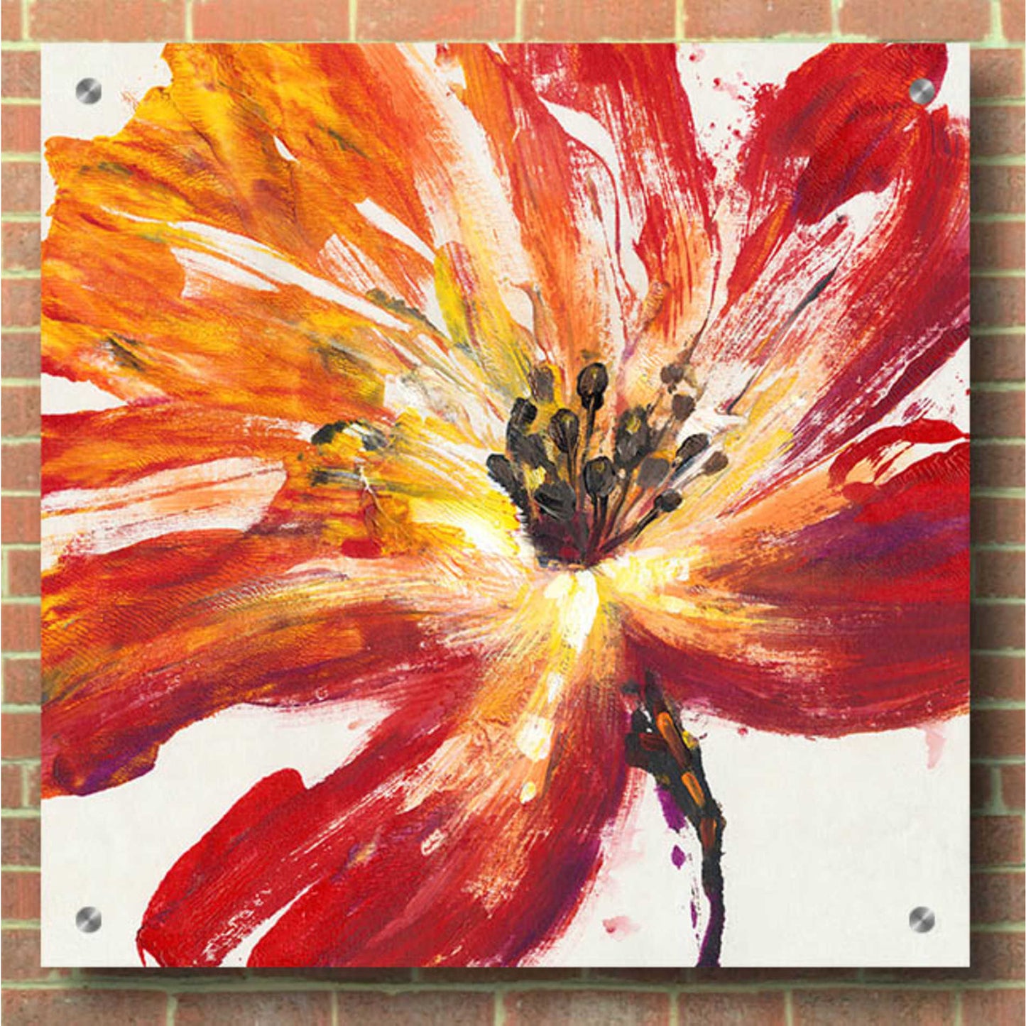 Epic Art 'Fleur Rouge II' by Tim O'Toole, Acrylic Glass Wall Art,36x36