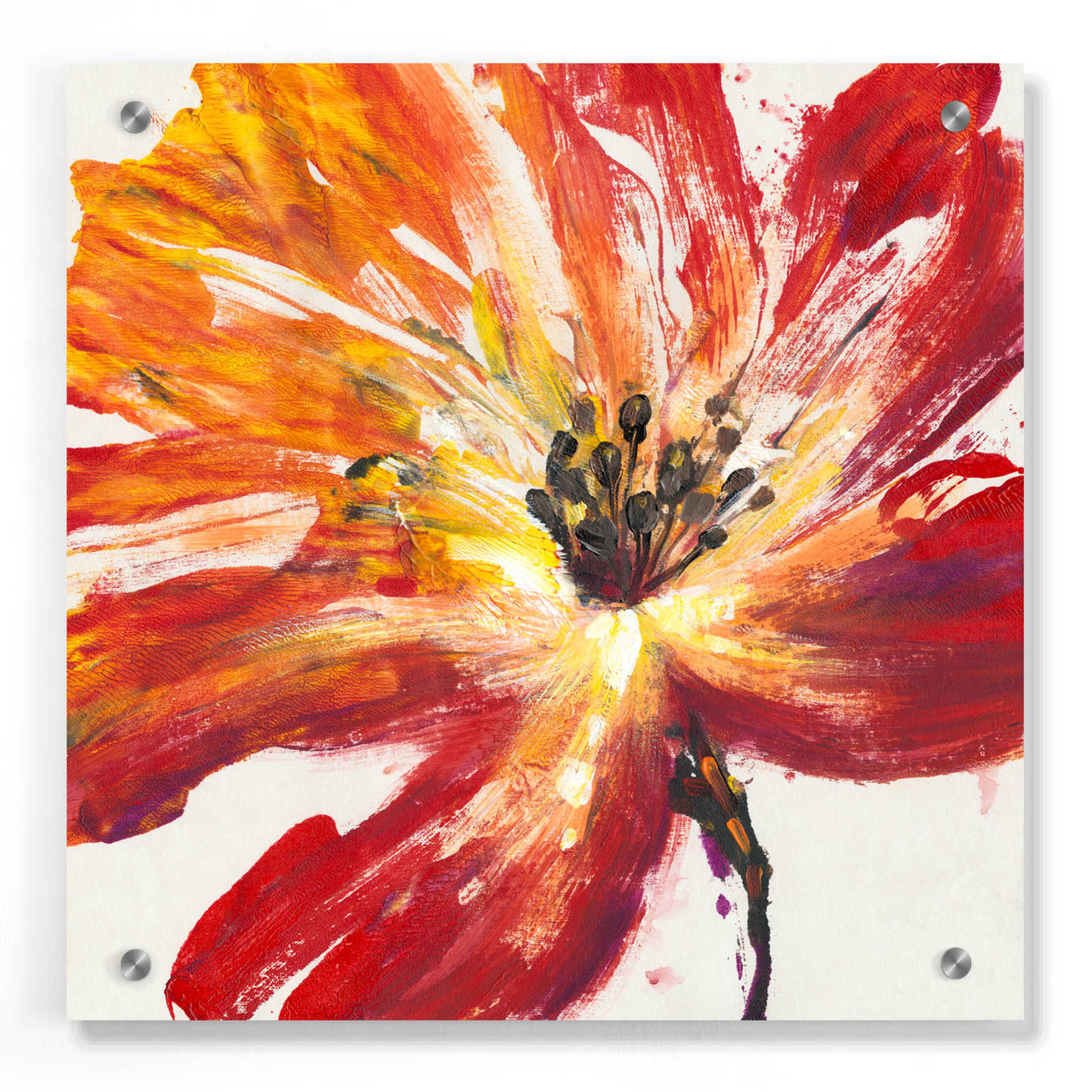 Epic Art 'Fleur Rouge II' by Tim O'Toole, Acrylic Glass Wall Art,36x36