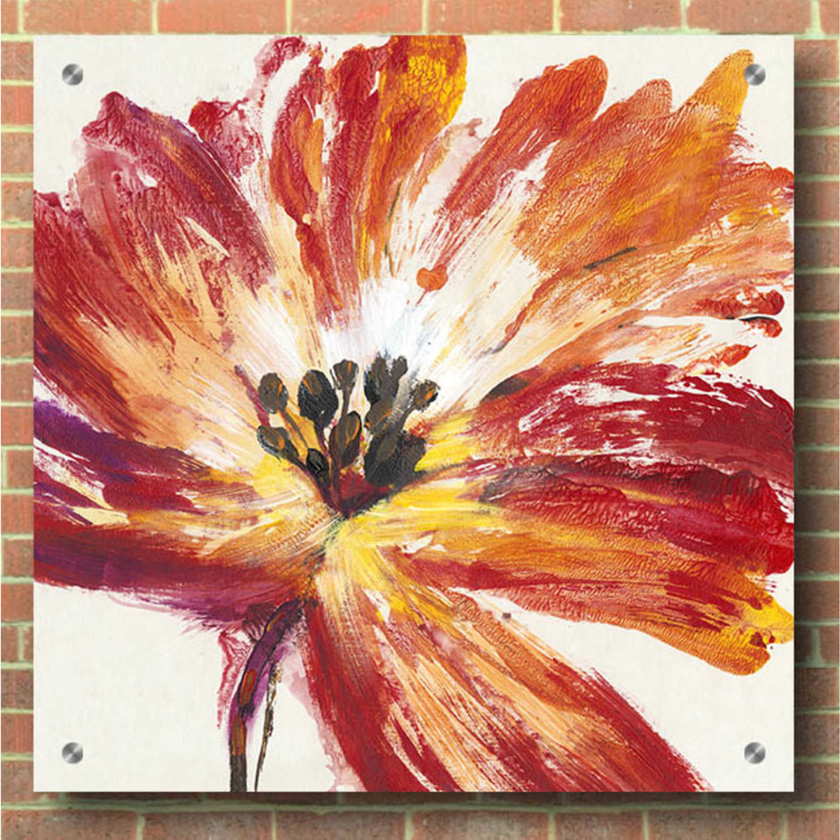 Epic Art 'Fleur Rouge I' by Tim O'Toole, Acrylic Glass Wall Art,36x36