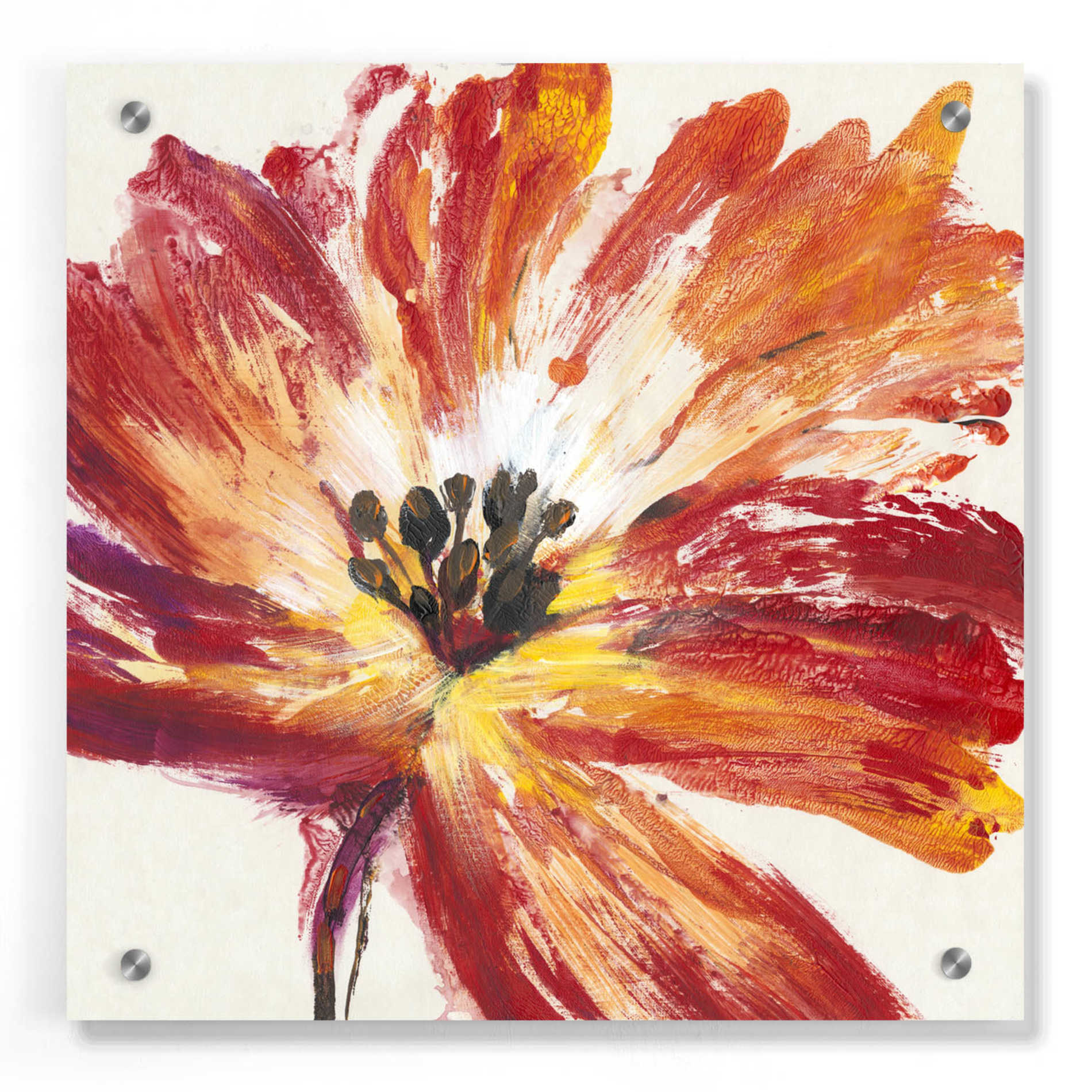 Epic Art 'Fleur Rouge I' by Tim O'Toole, Acrylic Glass Wall Art,36x36