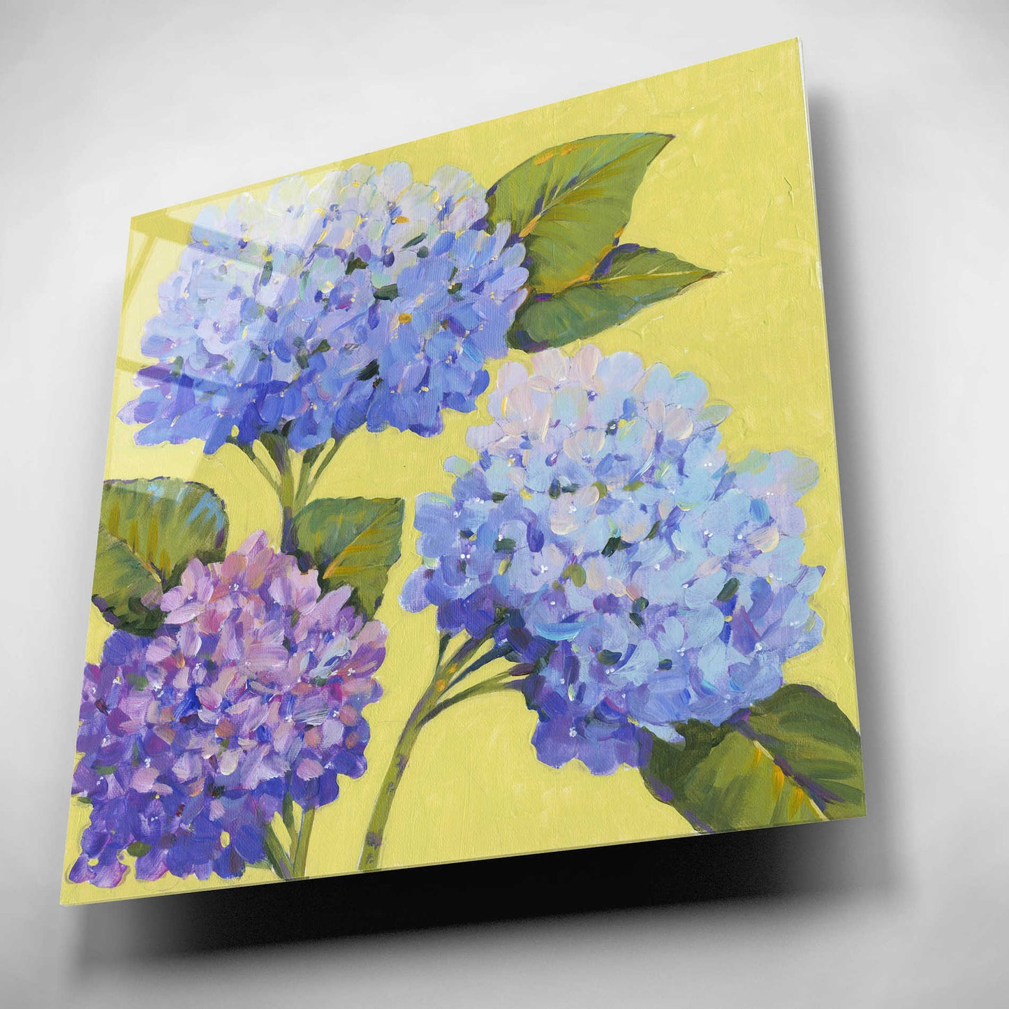 Epic Art 'Spring Hydrangeas II' by Tim O'Toole, Acrylic Glass Wall Art,12x12