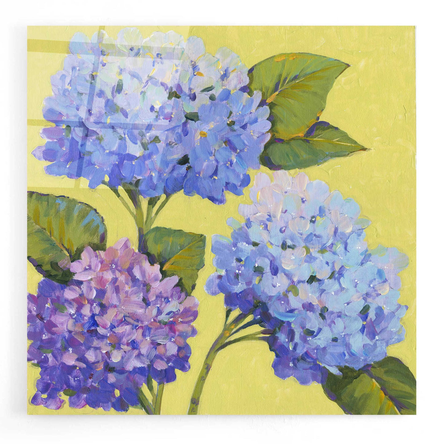 Epic Art 'Spring Hydrangeas II' by Tim O'Toole, Acrylic Glass Wall Art,24x24