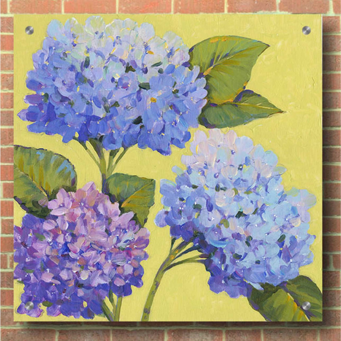 Epic Art 'Spring Hydrangeas II' by Tim O'Toole, Acrylic Glass Wall Art,36x36