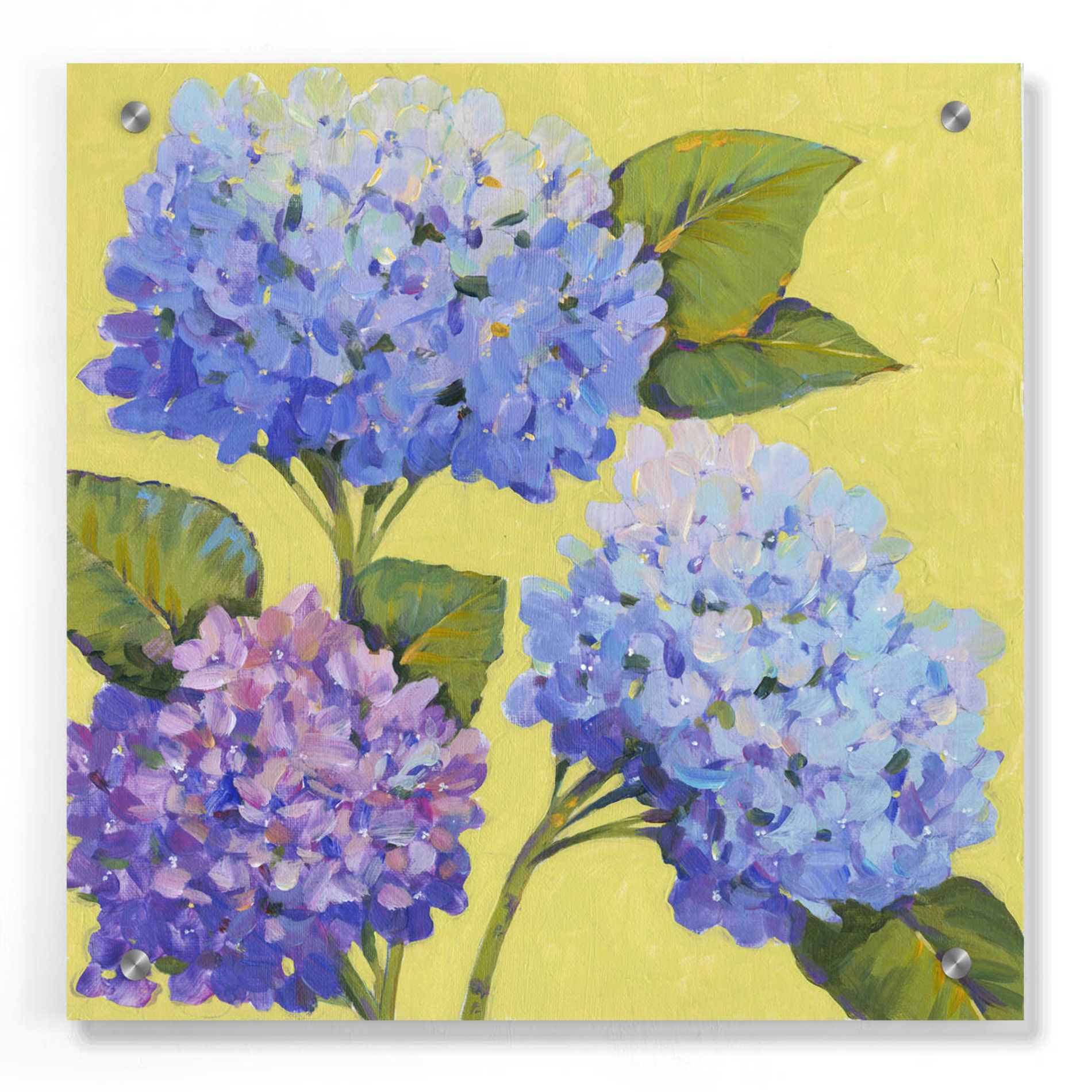 Epic Art 'Spring Hydrangeas II' by Tim O'Toole, Acrylic Glass Wall Art,36x36