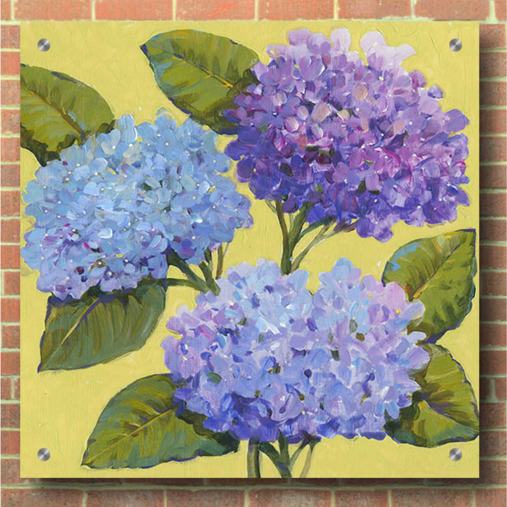 Epic Art 'Spring Hydrangeas I' by Tim O'Toole, Acrylic Glass Wall Art,36x36