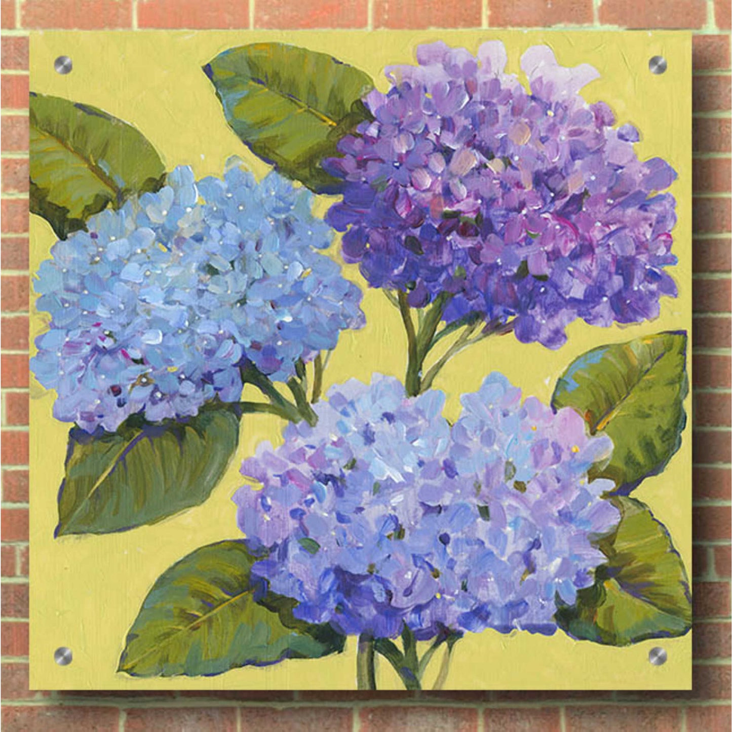 Epic Art 'Spring Hydrangeas I' by Tim O'Toole, Acrylic Glass Wall Art,36x36