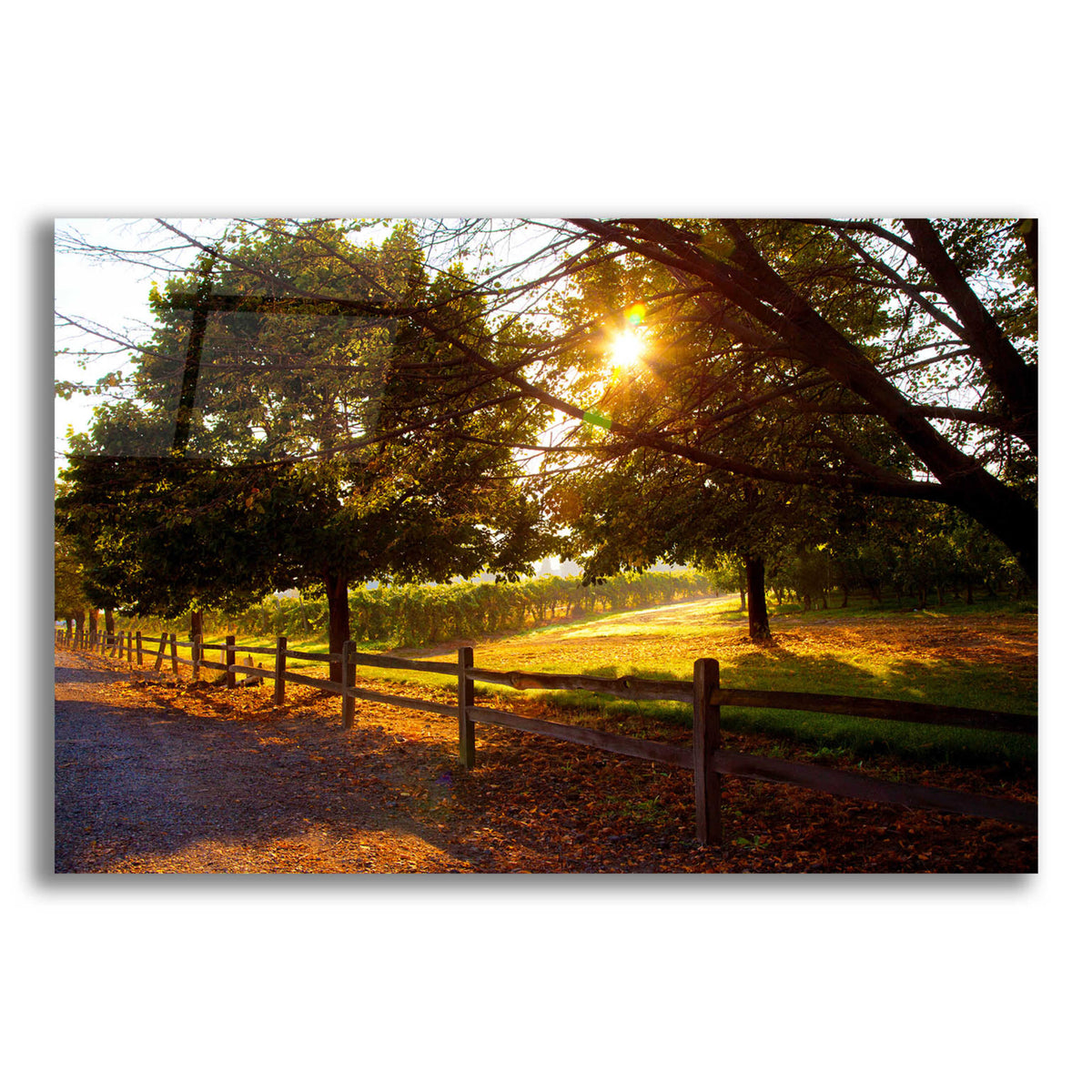 Epic Art 'Dreamland Vineyard' by Michael Broom Acrylic Glass Wall Art