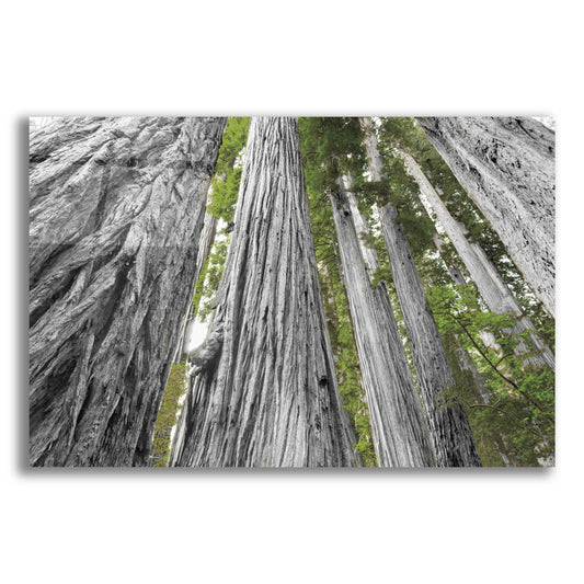 Epic Art 'Redwoods Forest IV BW With Color' by Alan Majchrowicz, Acrylic Glass Wall Art