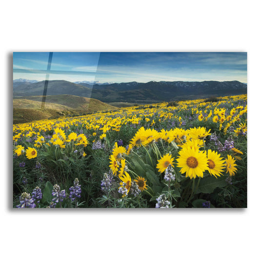 Epic Art 'Methow Valley Wildflowers IV' by Alan Majchrowicz, Acrylic Glass Wall Art