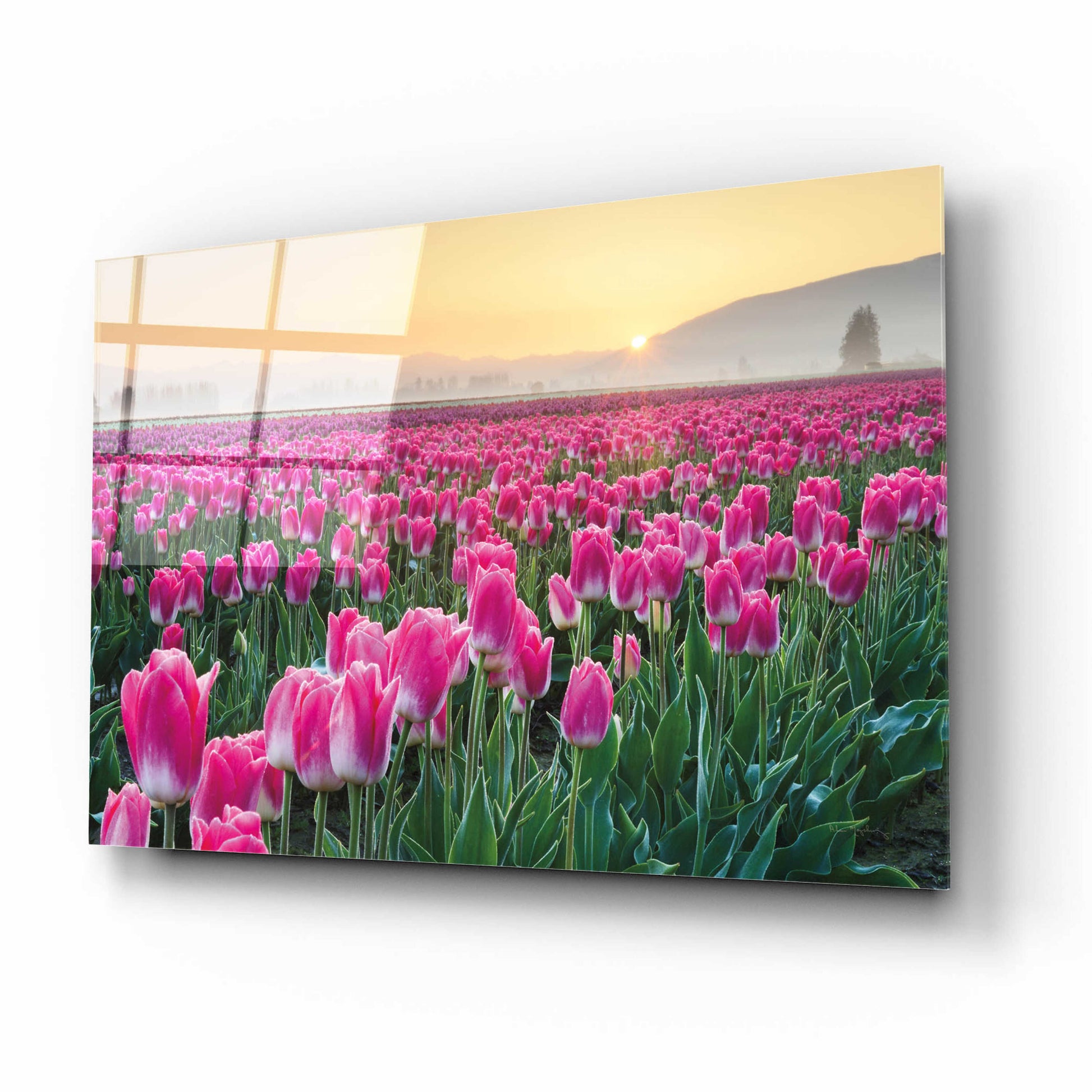 Epic Art 'Skagit Valley Tulips I' by Alan Majchrowicz, Acrylic Glass Wall Art,16x12