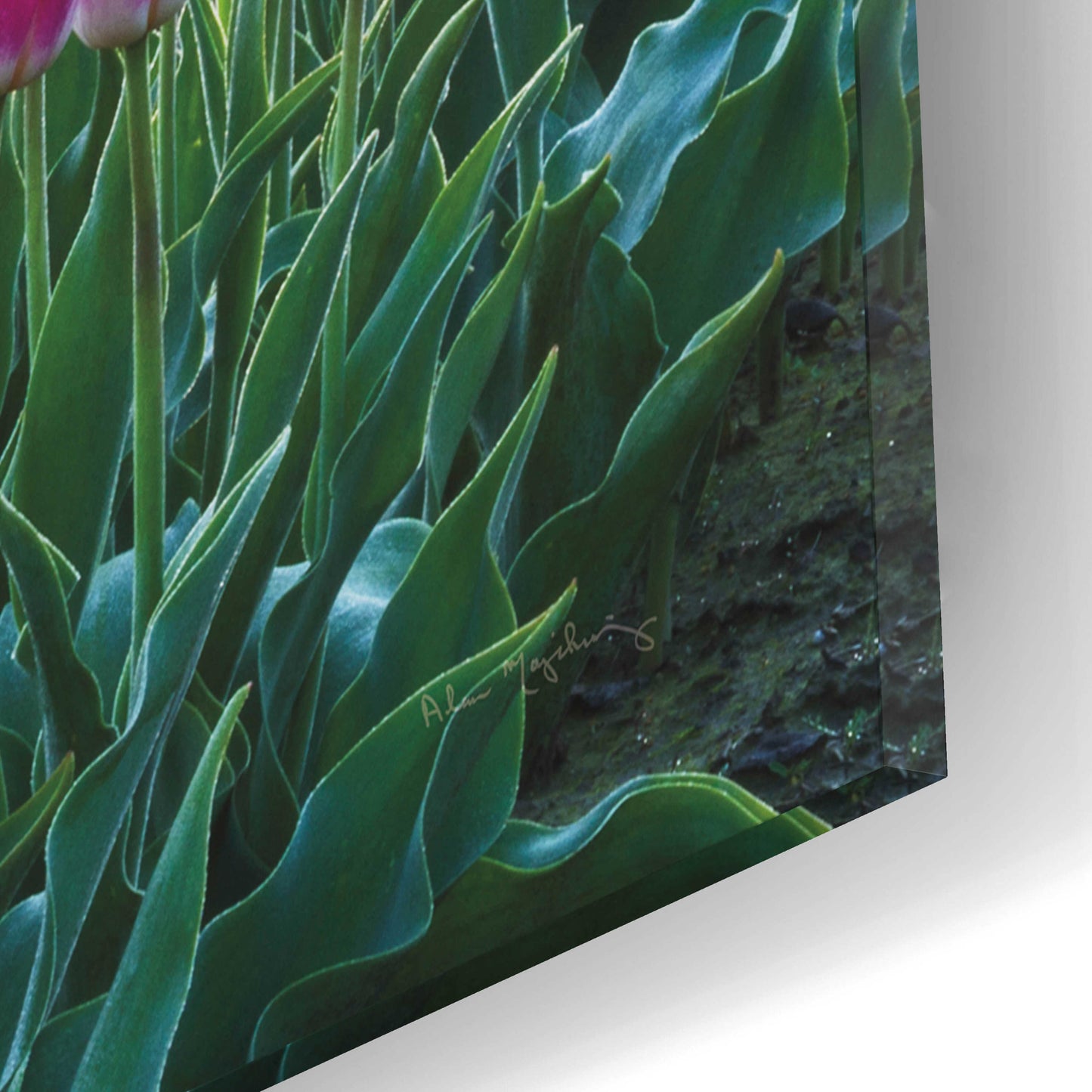 Epic Art 'Skagit Valley Tulips I' by Alan Majchrowicz, Acrylic Glass Wall Art,16x12