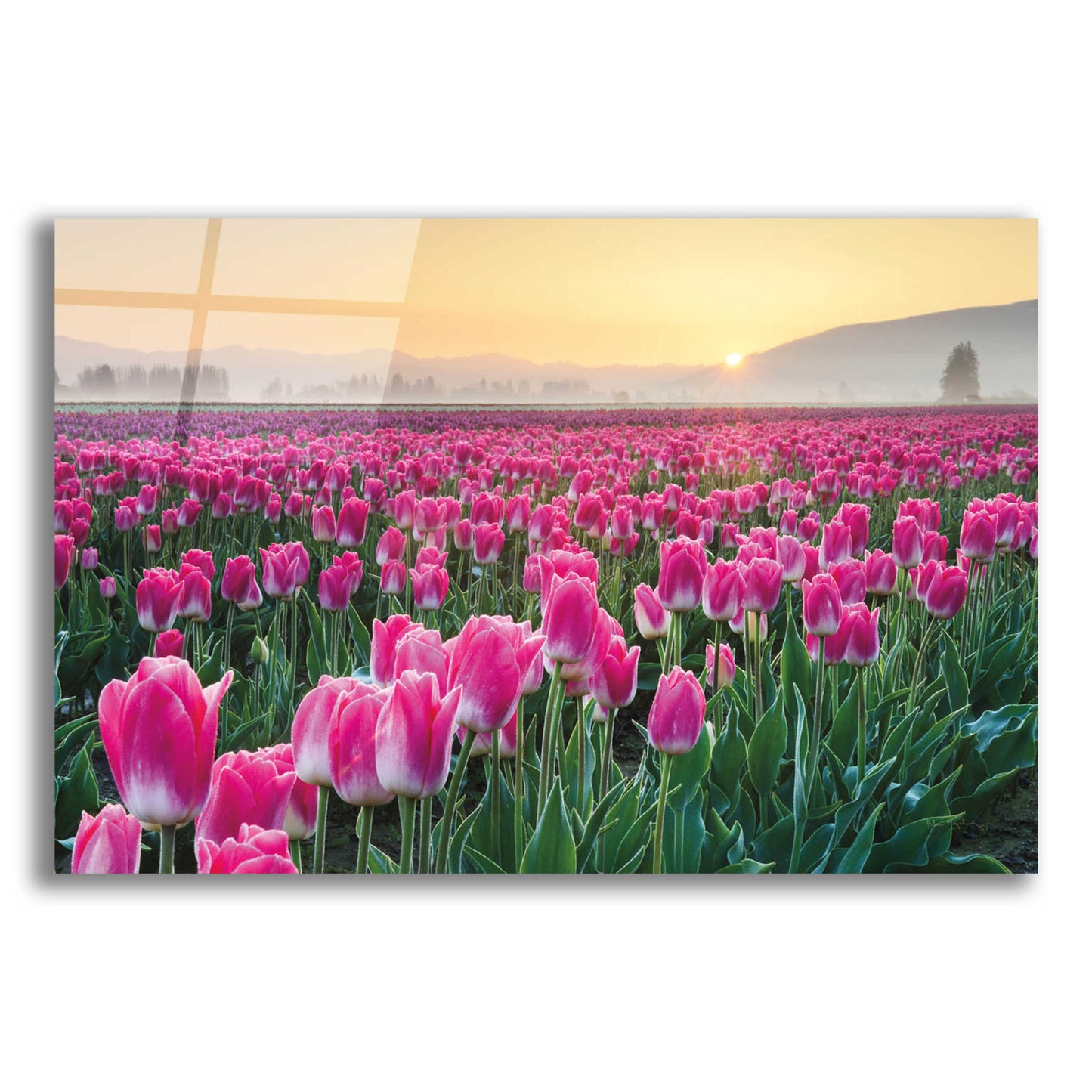 Epic Art 'Skagit Valley Tulips I' by Alan Majchrowicz, Acrylic Glass Wall Art,16x12