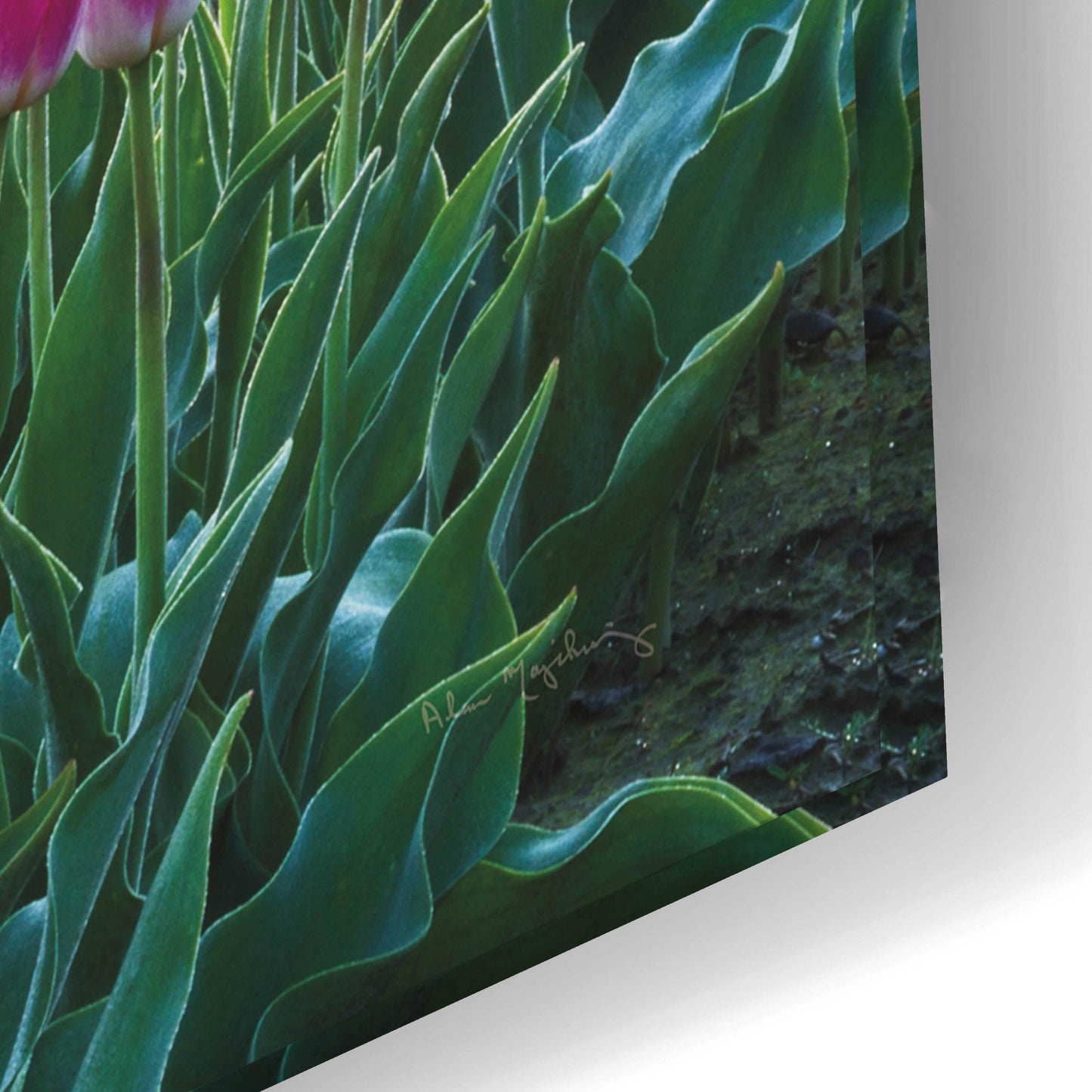 Epic Art 'Skagit Valley Tulips I' by Alan Majchrowicz, Acrylic Glass Wall Art,24x16