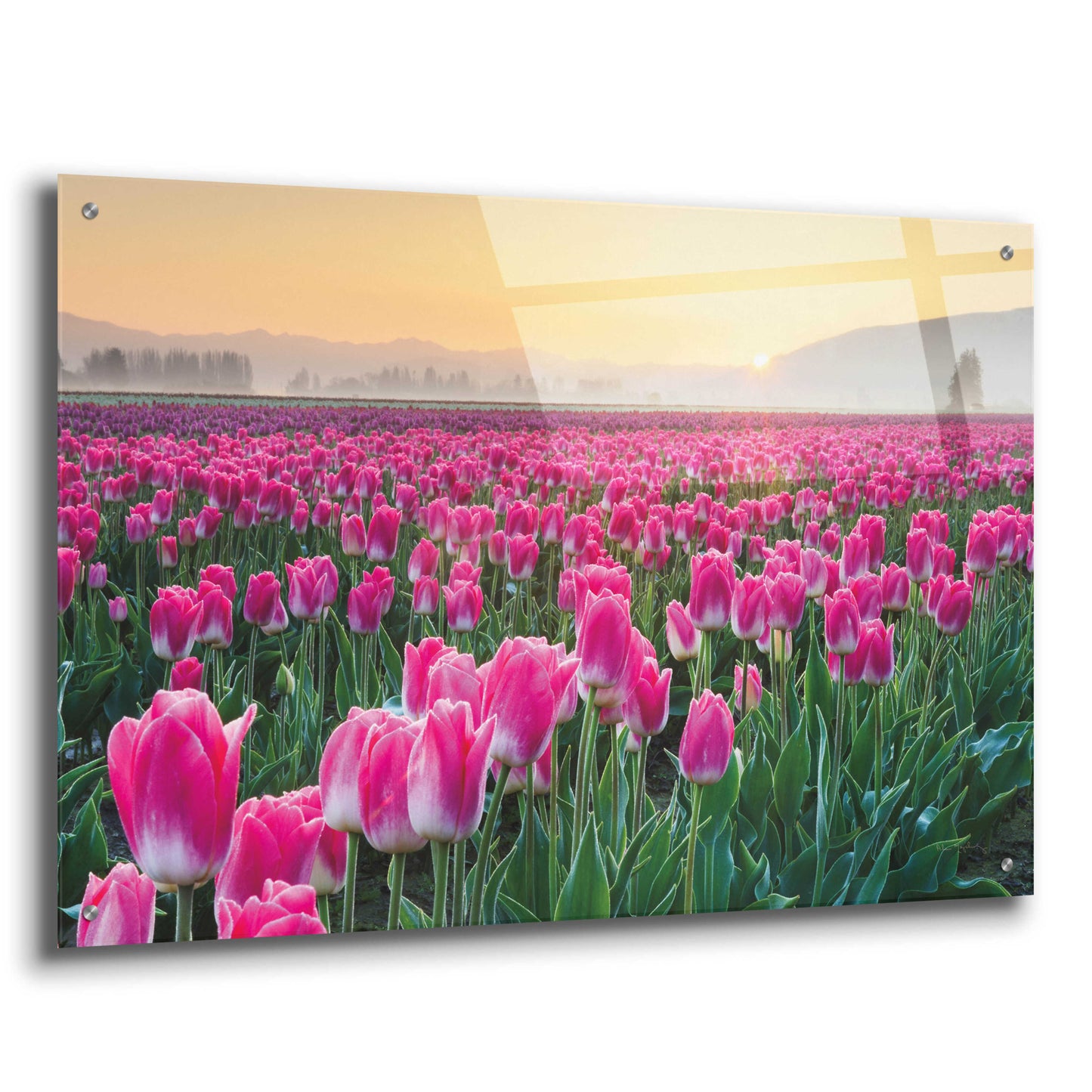 Epic Art 'Skagit Valley Tulips I' by Alan Majchrowicz, Acrylic Glass Wall Art,36x24