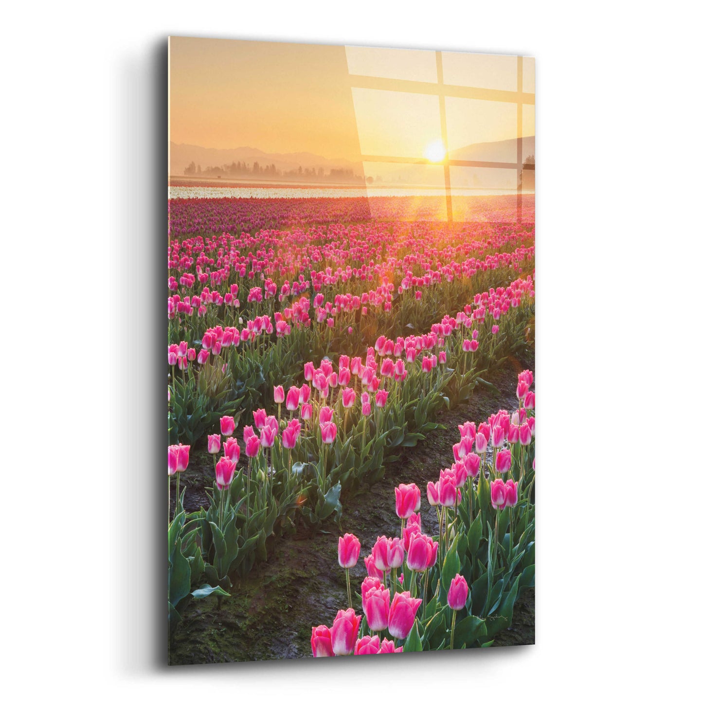 Epic Art 'Skagit Valley Tulips II' by Alan Majchrowicz, Acrylic Glass Wall Art,12x16