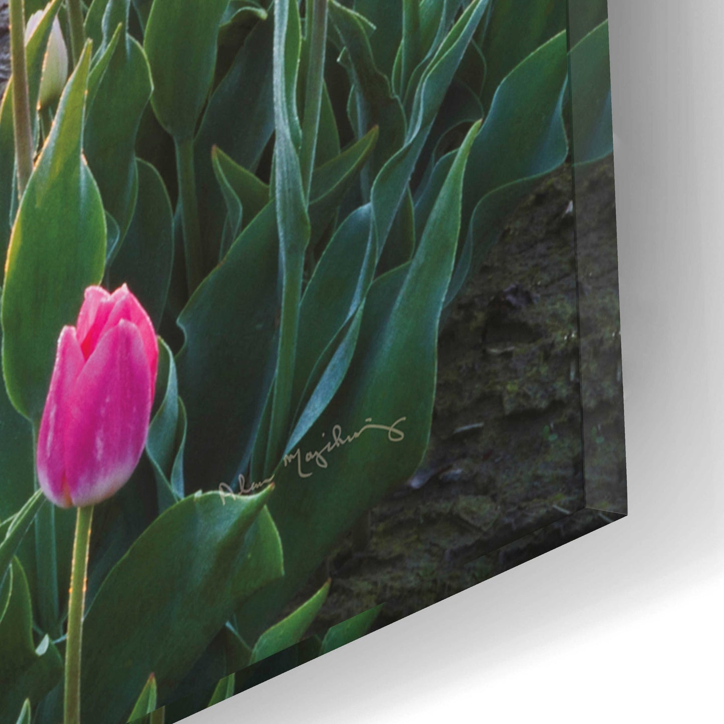 Epic Art 'Skagit Valley Tulips II' by Alan Majchrowicz, Acrylic Glass Wall Art,12x16