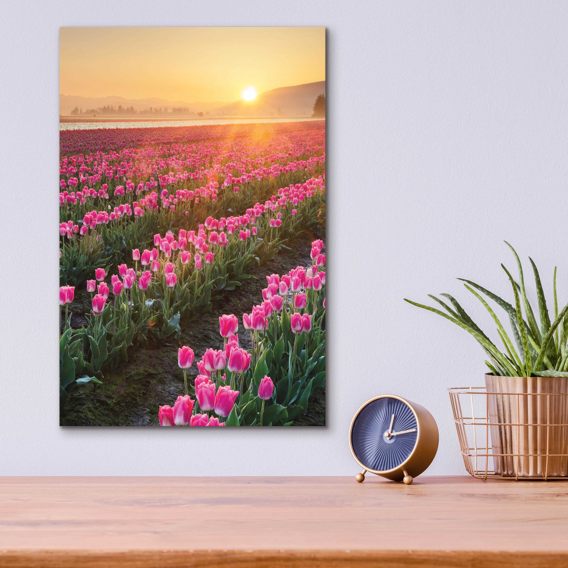 Epic Art 'Skagit Valley Tulips II' by Alan Majchrowicz, Acrylic Glass Wall Art,12x16