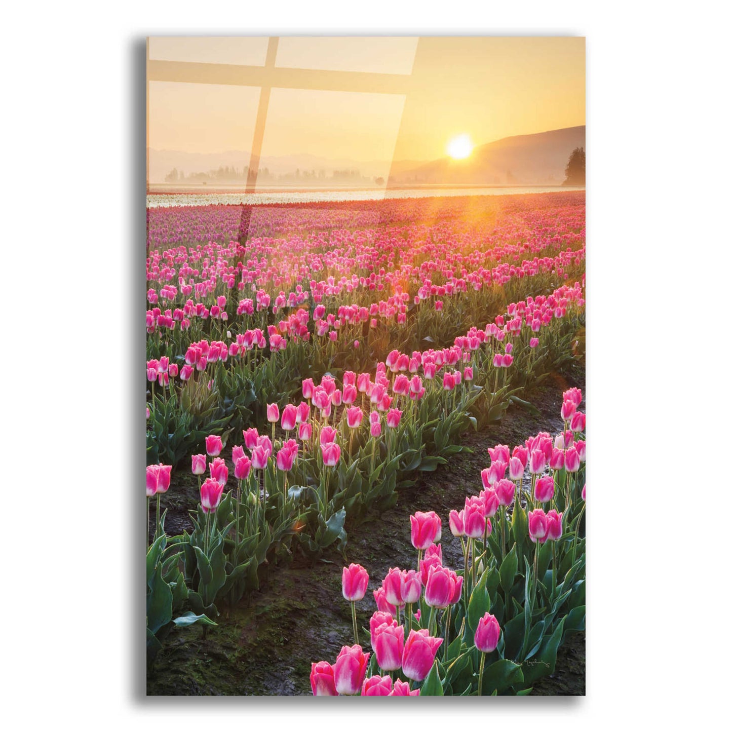 Epic Art 'Skagit Valley Tulips II' by Alan Majchrowicz, Acrylic Glass Wall Art,12x16