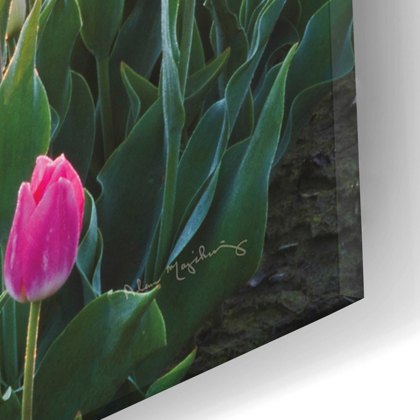 Epic Art 'Skagit Valley Tulips II' by Alan Majchrowicz, Acrylic Glass Wall Art,16x24