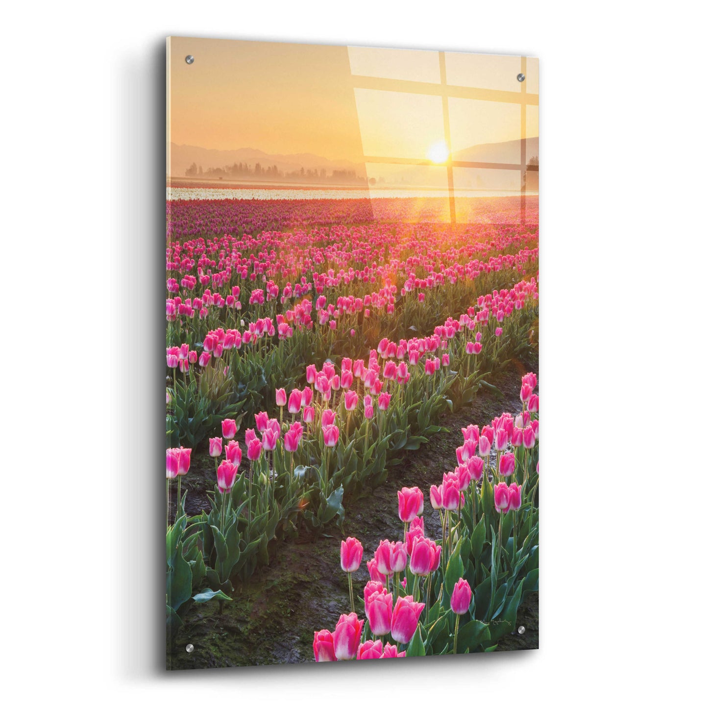 Epic Art 'Skagit Valley Tulips II' by Alan Majchrowicz, Acrylic Glass Wall Art,24x36