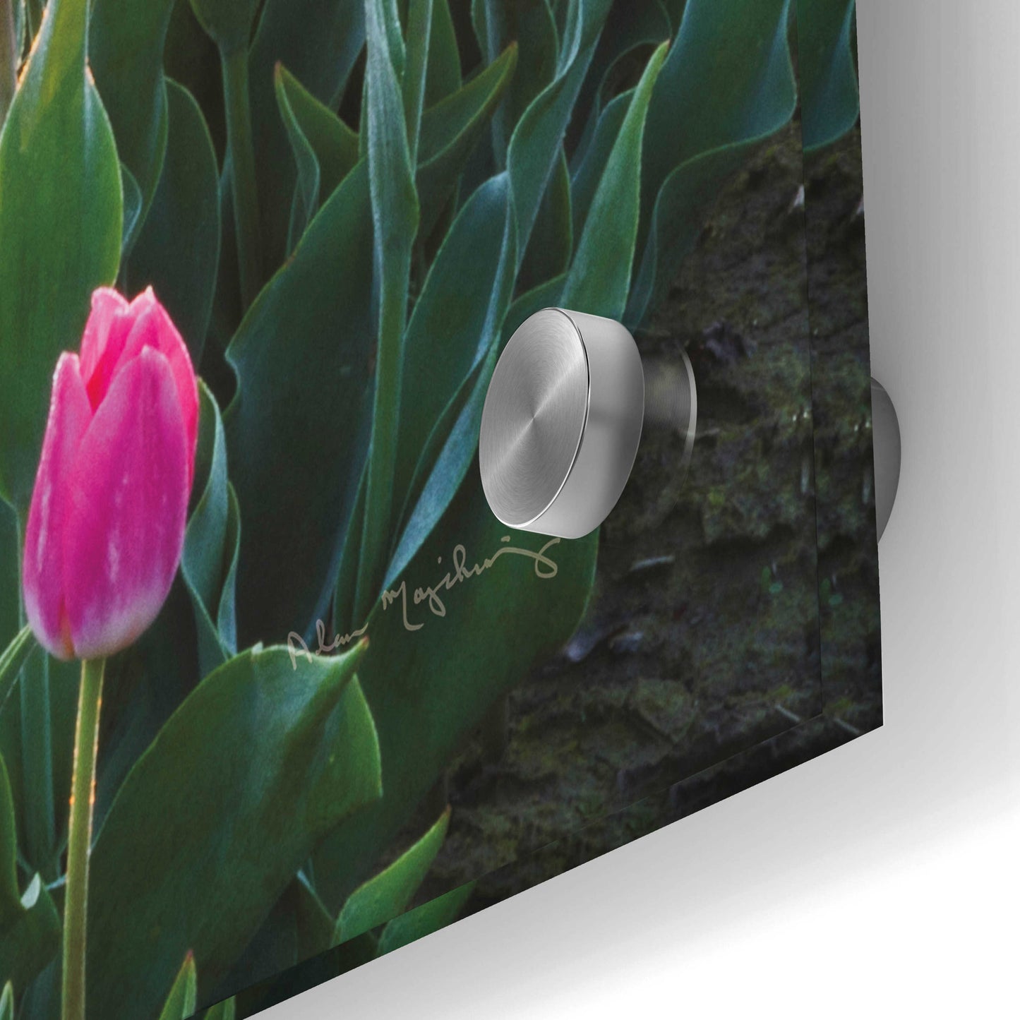 Epic Art 'Skagit Valley Tulips II' by Alan Majchrowicz, Acrylic Glass Wall Art,24x36