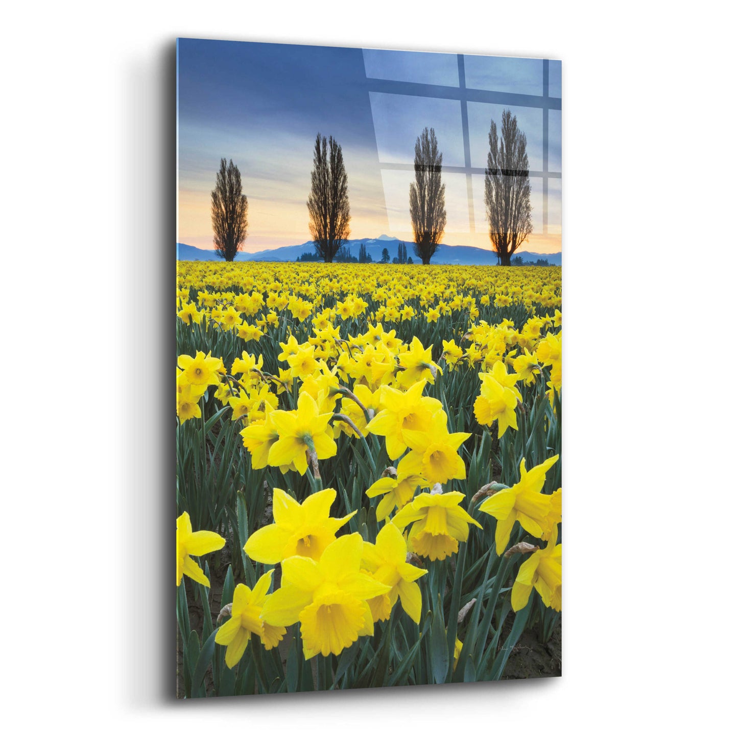 Epic Art 'Skagit Valley Daffodils I' by Alan Majchrowicz, Acrylic Glass Wall Art,12x16