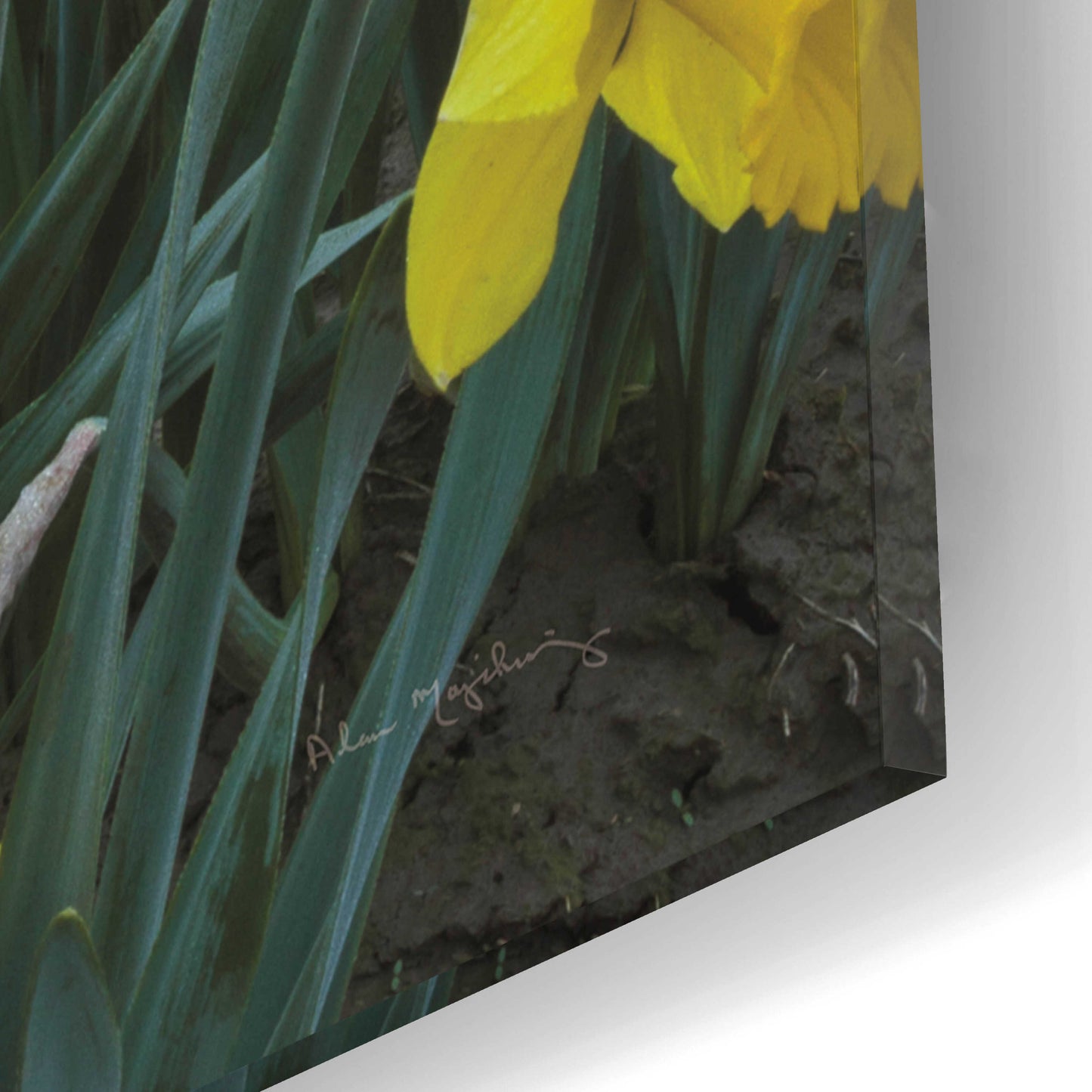 Epic Art 'Skagit Valley Daffodils I' by Alan Majchrowicz, Acrylic Glass Wall Art,12x16