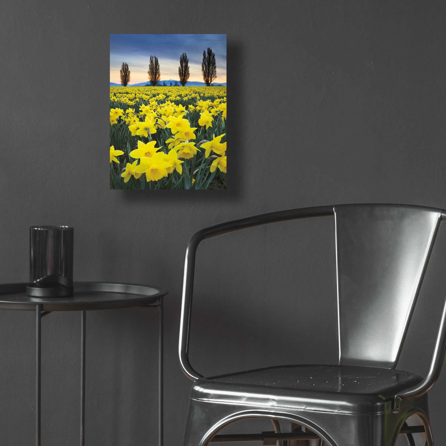 Epic Art 'Skagit Valley Daffodils I' by Alan Majchrowicz, Acrylic Glass Wall Art,12x16