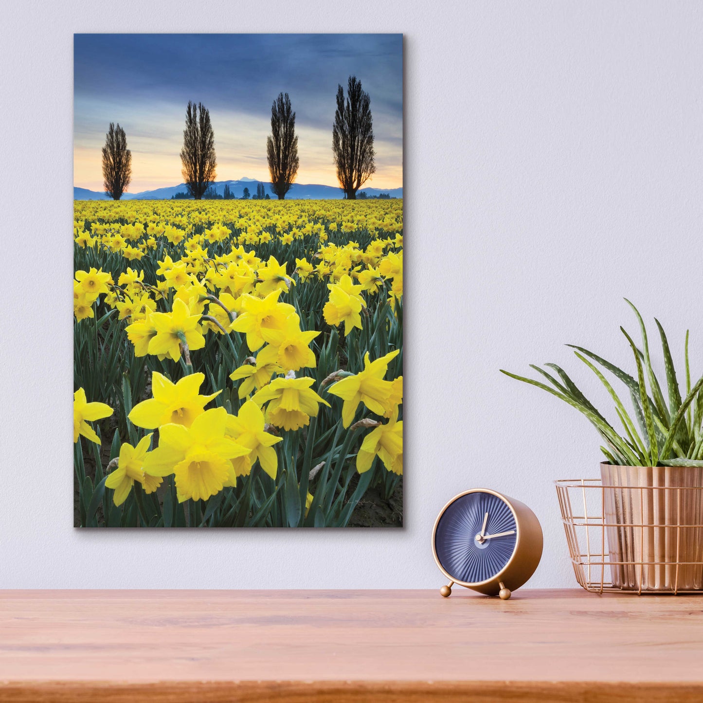 Epic Art 'Skagit Valley Daffodils I' by Alan Majchrowicz, Acrylic Glass Wall Art,12x16