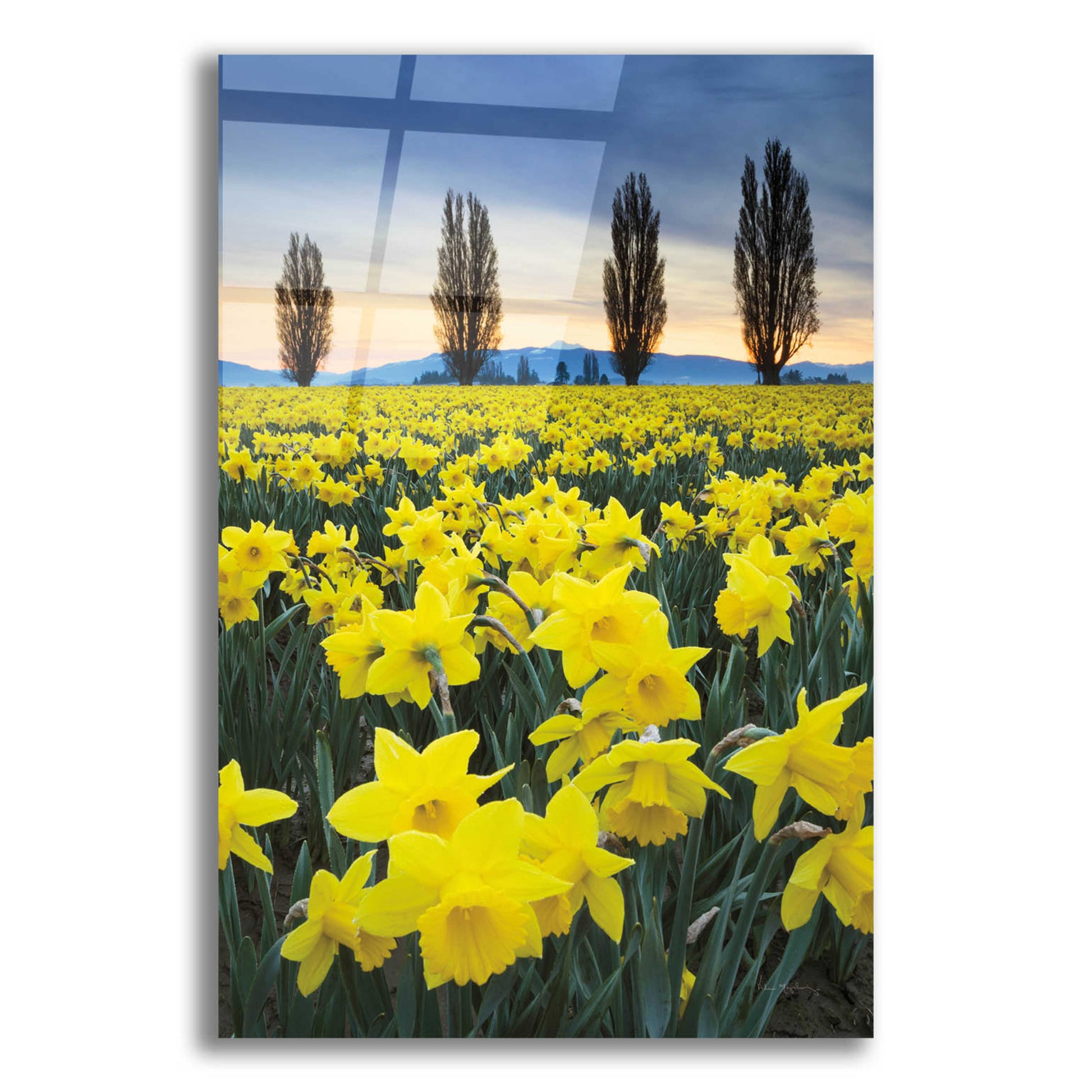 Epic Art 'Skagit Valley Daffodils I' by Alan Majchrowicz, Acrylic Glass Wall Art,12x16