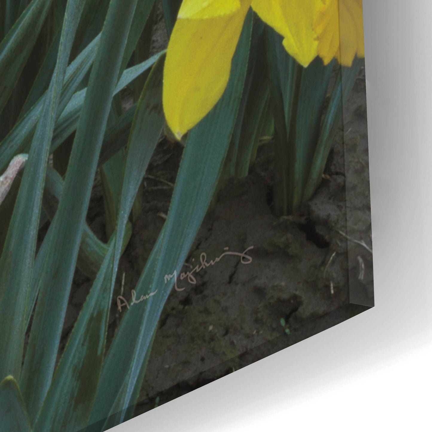 Epic Art 'Skagit Valley Daffodils I' by Alan Majchrowicz, Acrylic Glass Wall Art,16x24