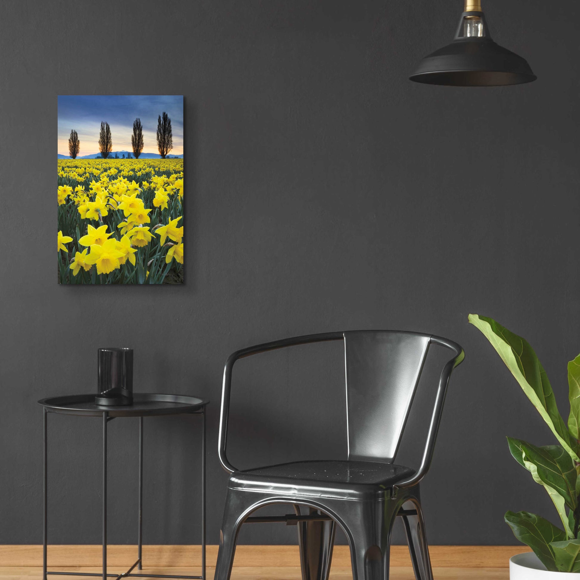 Epic Art 'Skagit Valley Daffodils I' by Alan Majchrowicz, Acrylic Glass Wall Art,16x24