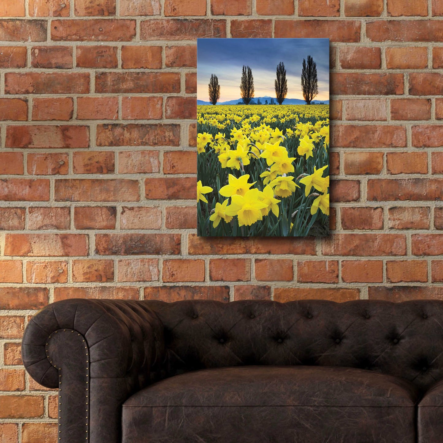 Epic Art 'Skagit Valley Daffodils I' by Alan Majchrowicz, Acrylic Glass Wall Art,16x24