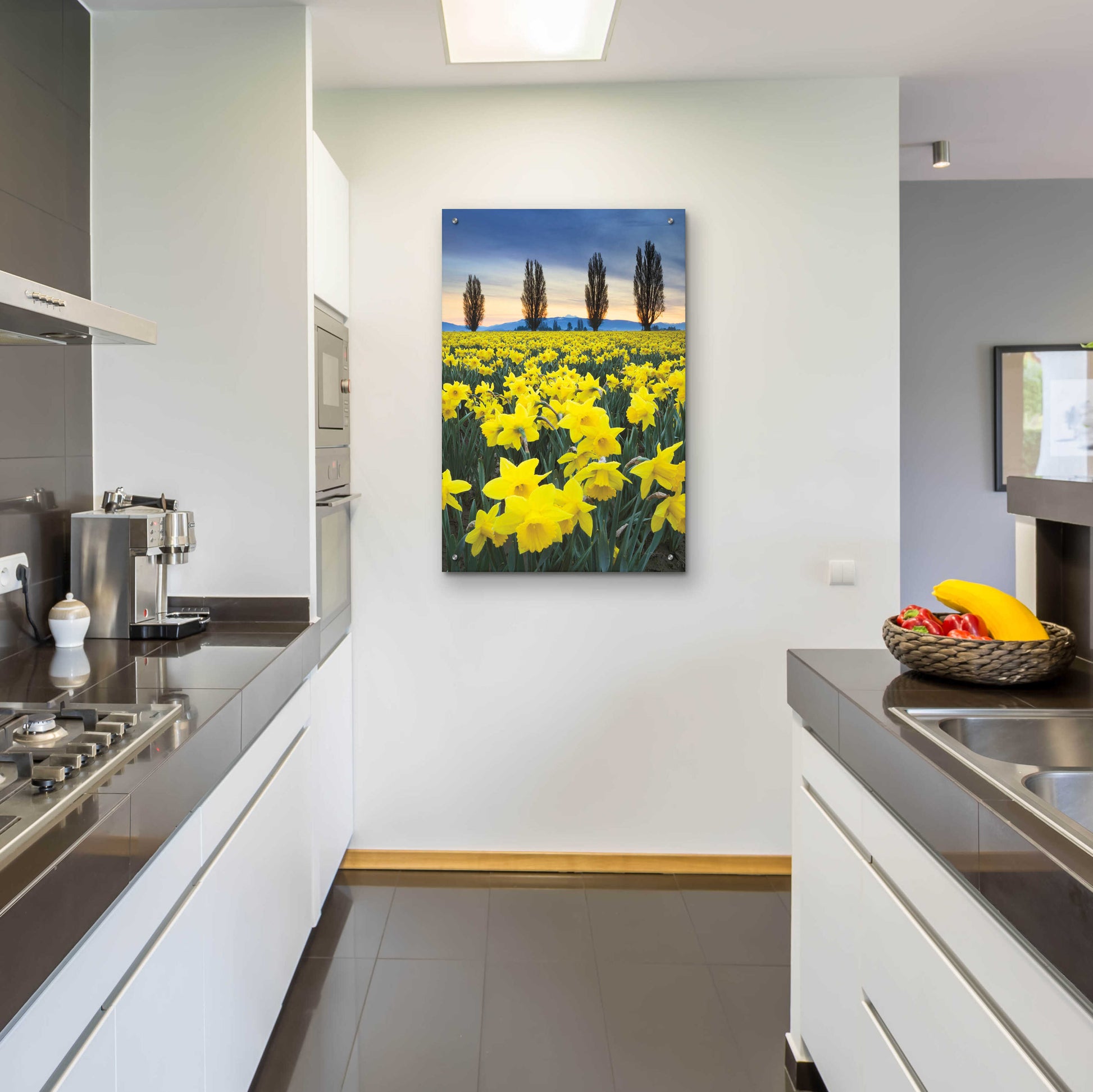 Epic Art 'Skagit Valley Daffodils I' by Alan Majchrowicz, Acrylic Glass Wall Art,24x36