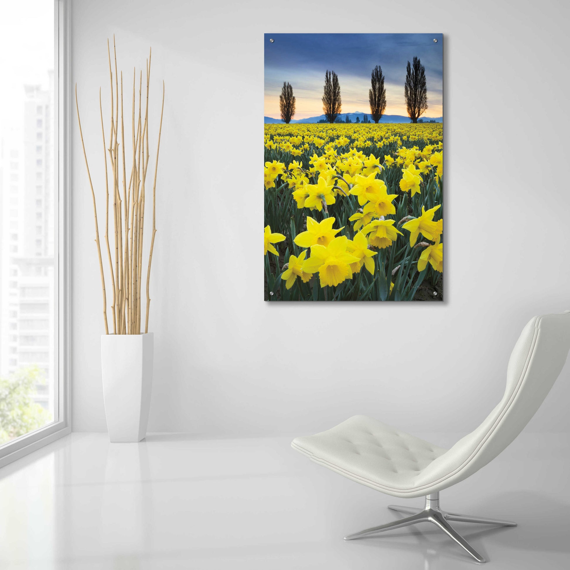 Epic Art 'Skagit Valley Daffodils I' by Alan Majchrowicz, Acrylic Glass Wall Art,24x36