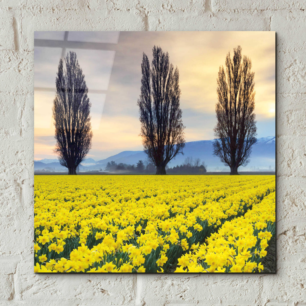 Epic Art 'Skagit Valley Daffodils II' by Alan Majchrowicz, Acrylic Glass Wall Art,12x12