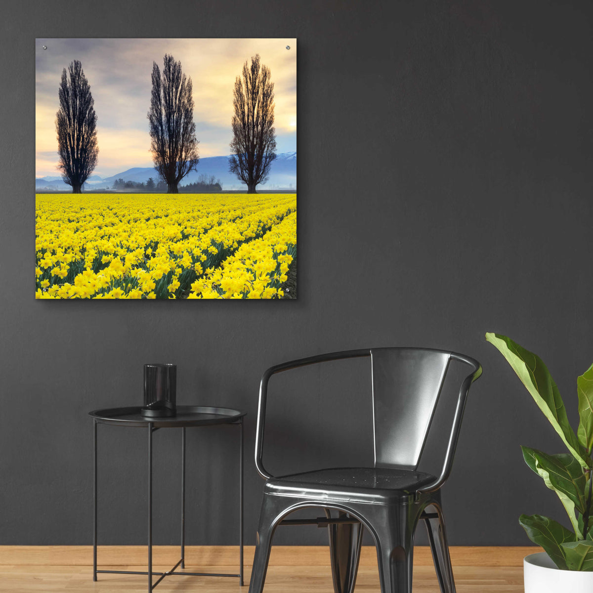Epic Art 'Skagit Valley Daffodils II' by Alan Majchrowicz, Acrylic Glass Wall Art,36x36