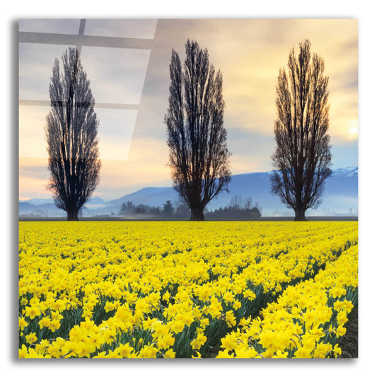 Epic Art 'Skagit Valley Daffodils II' by Alan Majchrowicz, Acrylic Glass Wall Art