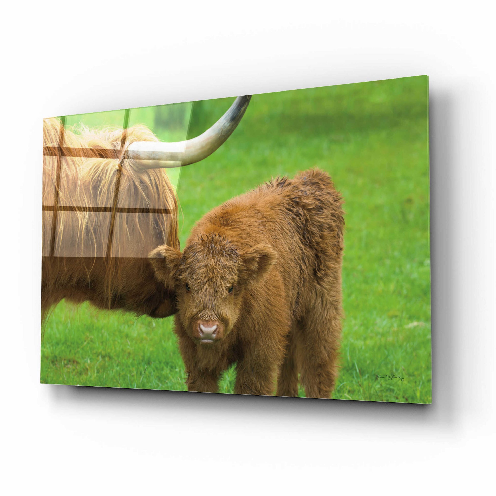 Epic Art 'Scottish Highland Cattle VII' by Alan Majchrowicz, Acrylic Glass Wall Art,16x12