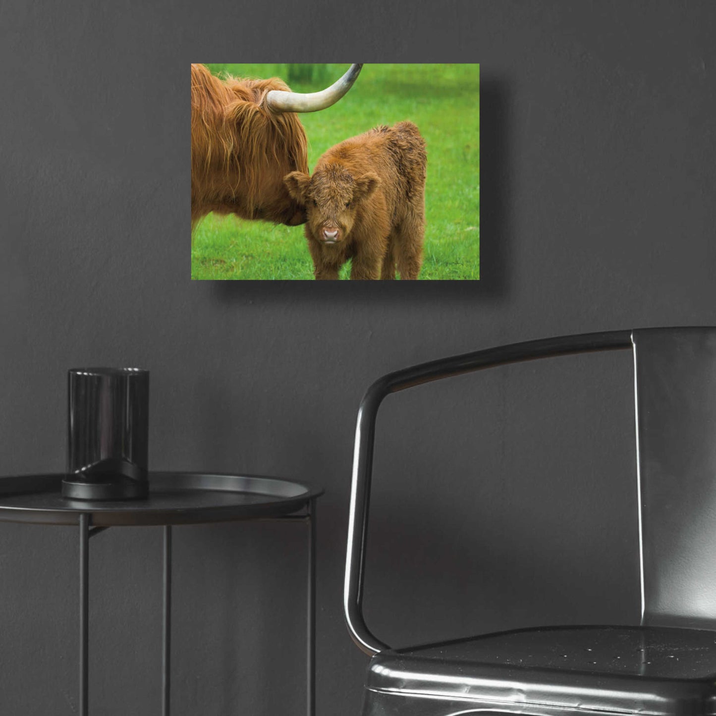 Epic Art 'Scottish Highland Cattle VII' by Alan Majchrowicz, Acrylic Glass Wall Art,16x12