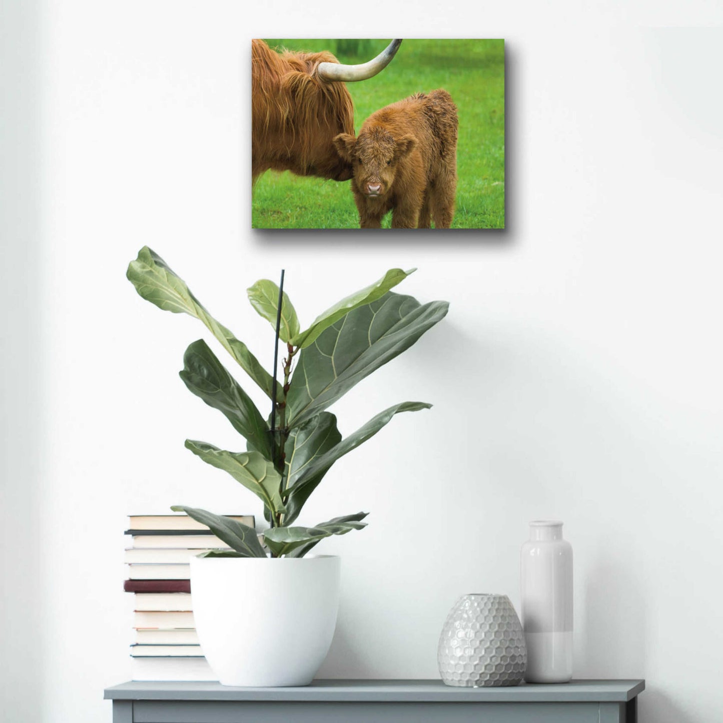 Epic Art 'Scottish Highland Cattle VII' by Alan Majchrowicz, Acrylic Glass Wall Art,16x12