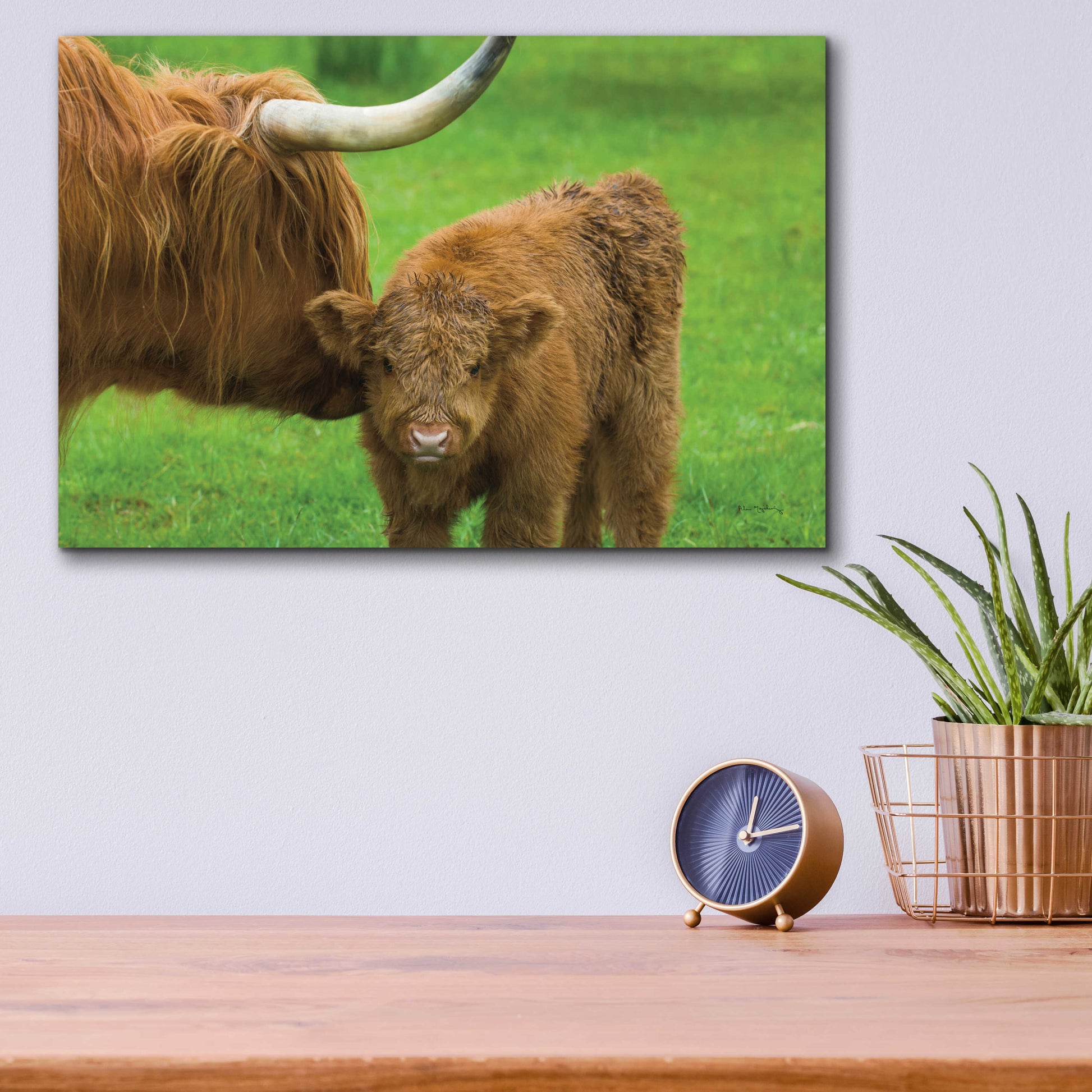 Epic Art 'Scottish Highland Cattle VII' by Alan Majchrowicz, Acrylic Glass Wall Art,16x12