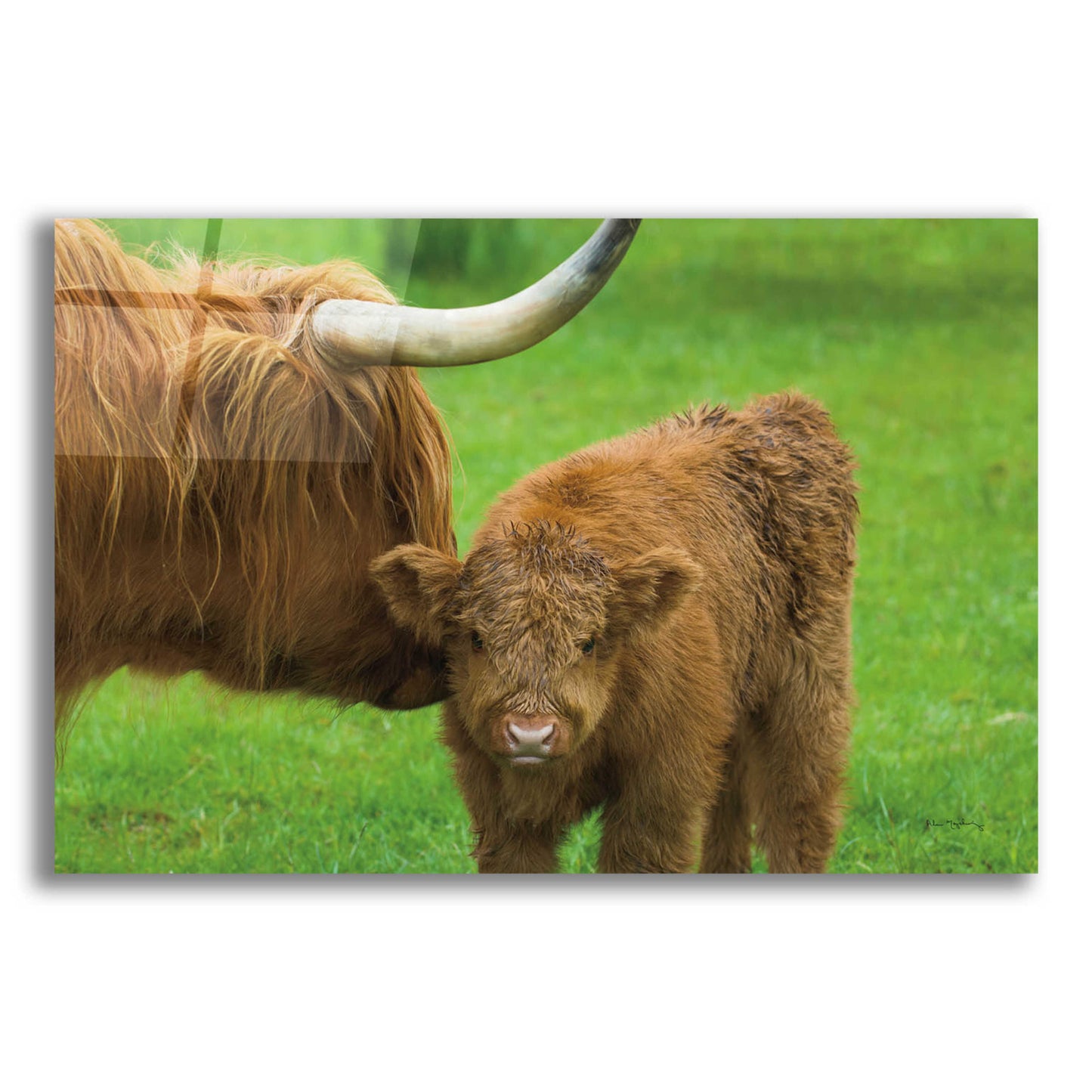 Epic Art 'Scottish Highland Cattle VII' by Alan Majchrowicz, Acrylic Glass Wall Art,16x12