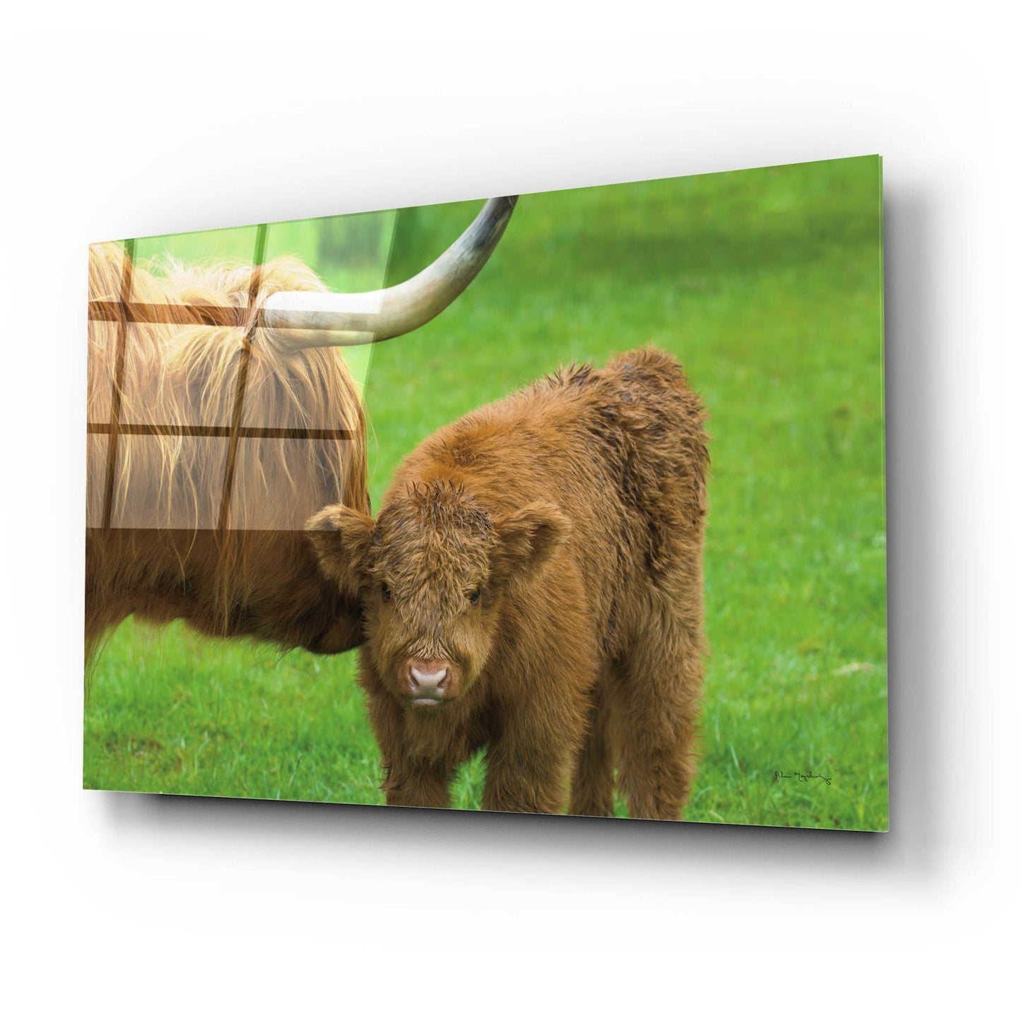 Epic Art 'Scottish Highland Cattle VII' by Alan Majchrowicz, Acrylic Glass Wall Art,24x16